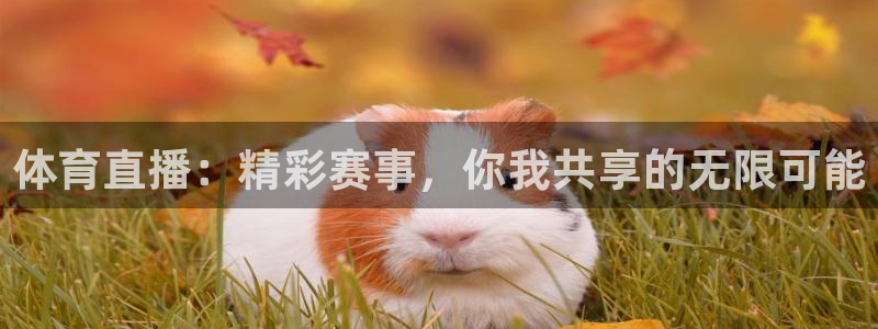 体育直播：精彩赛事，你我共享的无限可能
