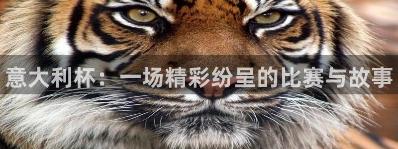 意大利杯：一场精彩纷呈的比赛与故事