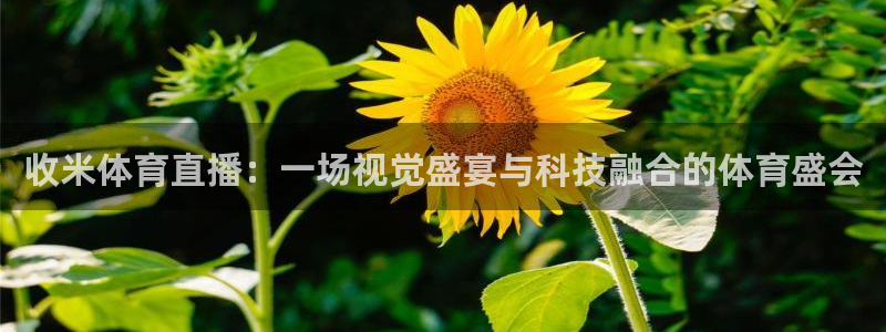 收米体育直播：一场视觉盛宴与科技融合的体育盛会