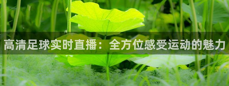 高清足球实时直播：全方位感受运动的魅力